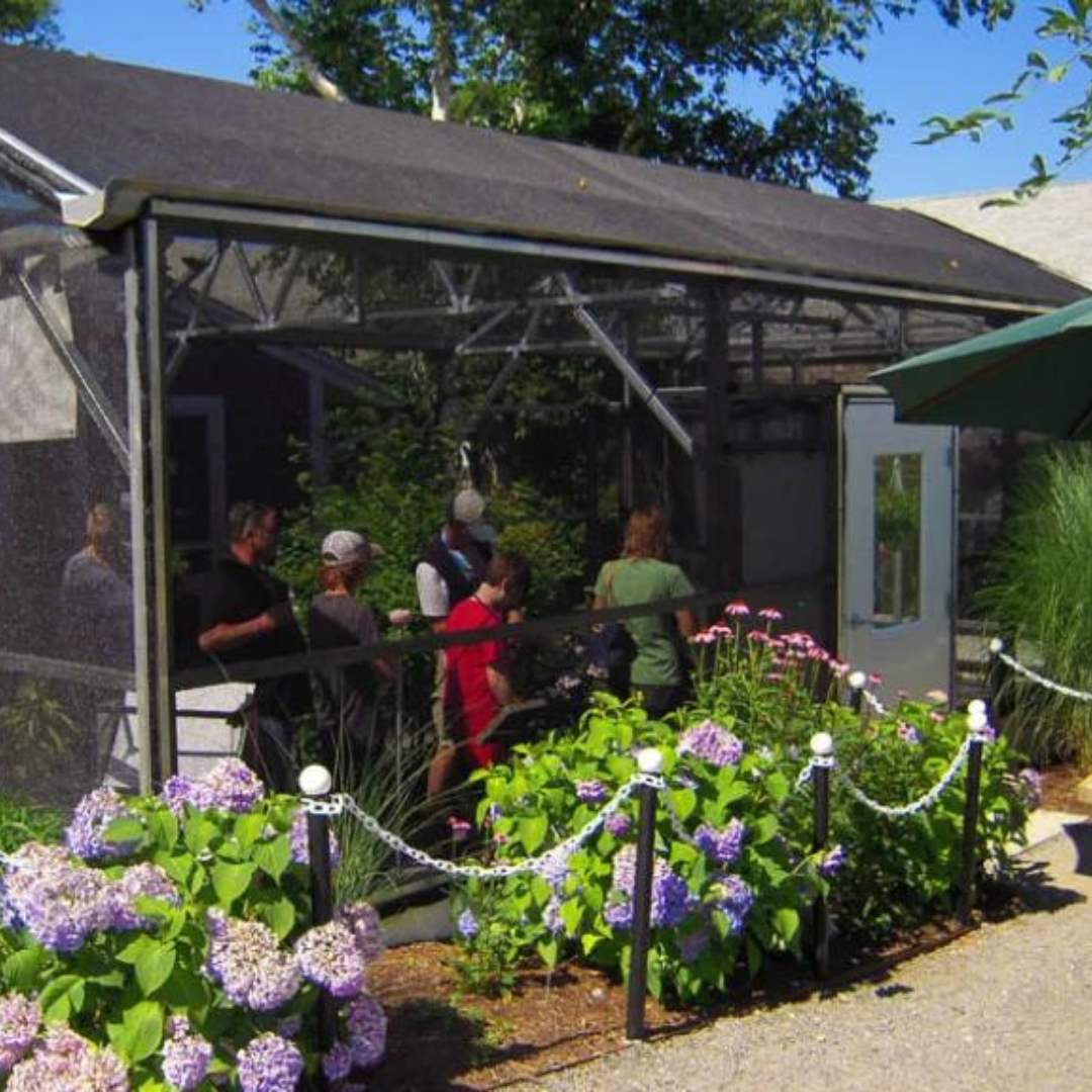 The Cape Cod Museum of Natural History has an immersive Butterfly House experience for visitors to get up close and personal with different local butterflies