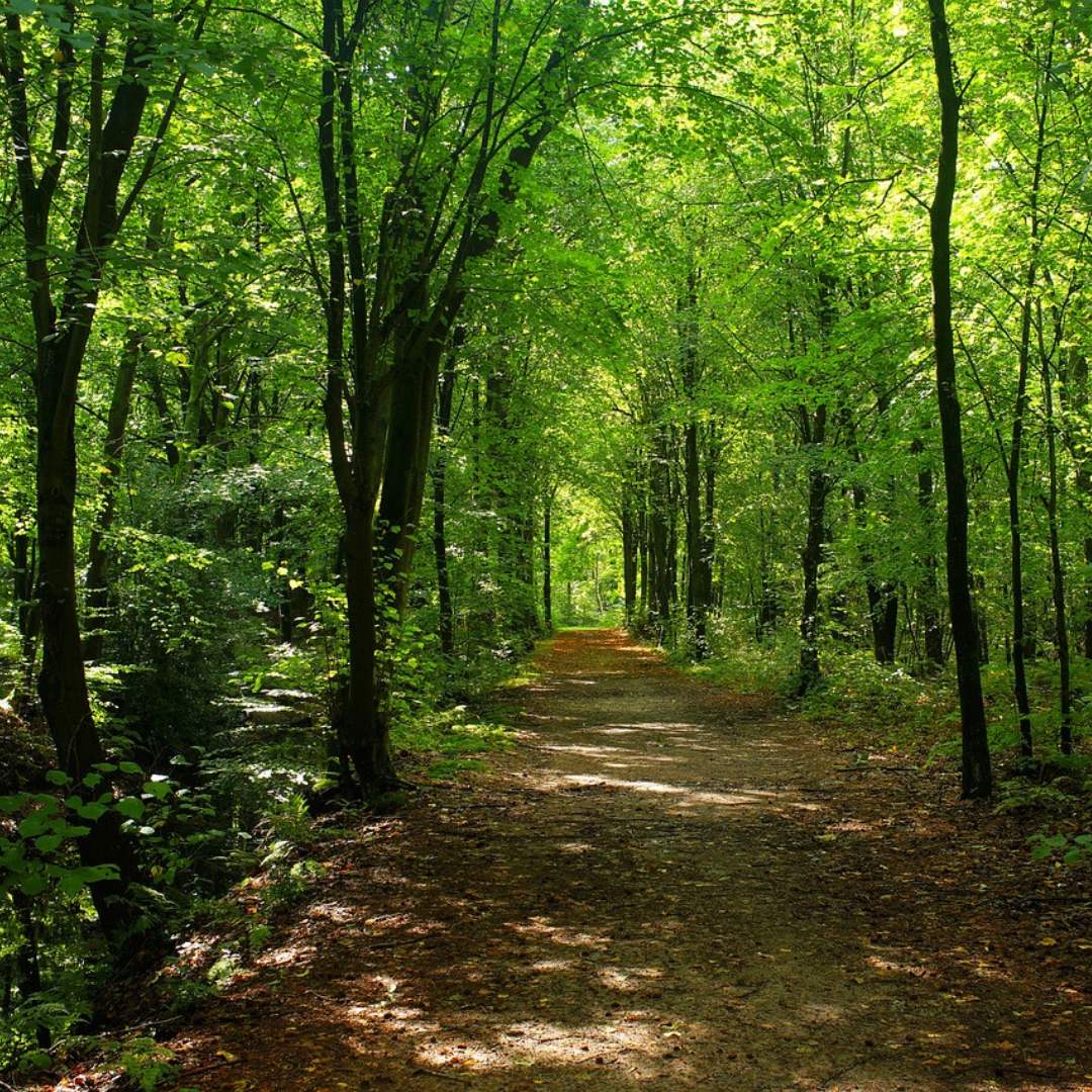 Experience the sounds of nature with the mediatitive and healing Forest Bathing experience